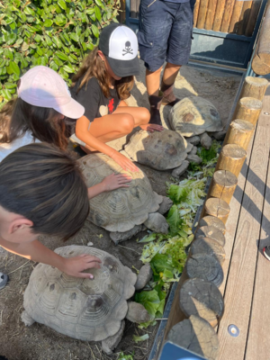 Club Oceano - Stage de découverte sur l'Océan