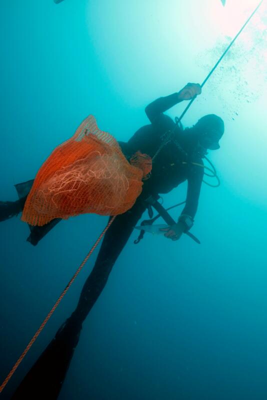 Mortalité des grandes nacres en Méditerranée : la Principauté de Monaco se mobilise