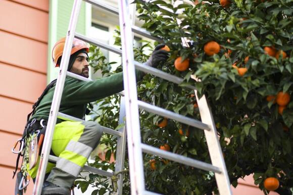 Récolte annuelle des bigarades